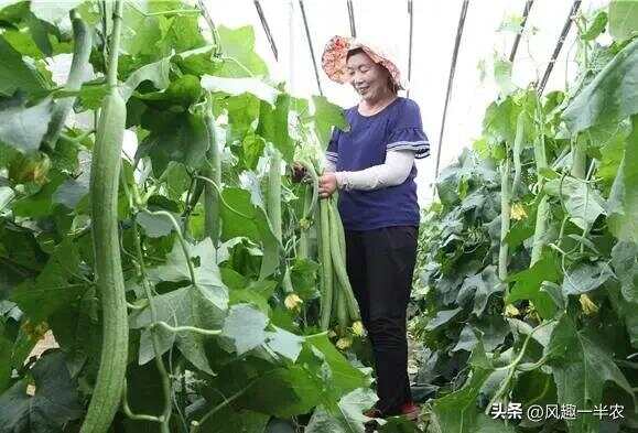 種植絲瓜、南瓜最忌怕哪些施肥方法？如何施肥才高產(chǎn)