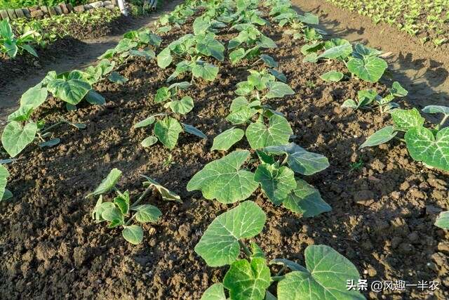 種植絲瓜、南瓜最忌怕哪些施肥方法？如何施肥才高產(chǎn)